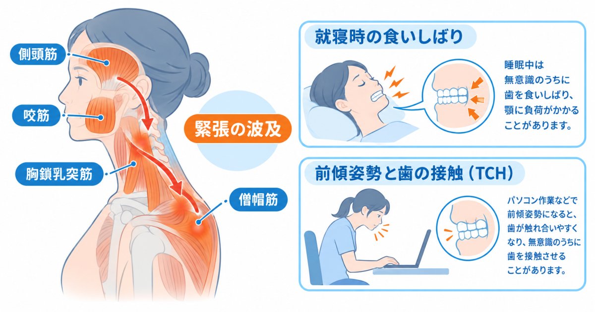 噛み合わせの乱れや食いしばりが首こり・肩こりを引き起こす身体の仕組み